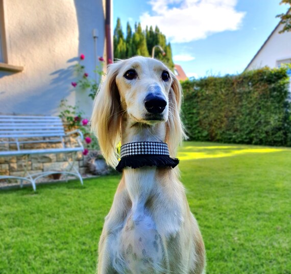 saluki collar