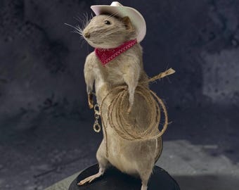 Rat mouse mummified skeleton specimen wet dried preserved oddities mystery box Curiosities taxidermy bone skull cowboy fairy rat pink rare