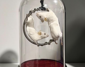 Rat mouse dome dried specimen Oddities curiosity taxidermy preserved wet mummified Diaphonized odd bone mystery box odds hanging swinging