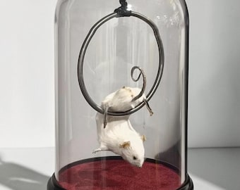 Rat mouse dome dried specimen Oddities curiosity taxidermy preserved wet mummified Diaphonized odd bone mystery box odds hanging swinging