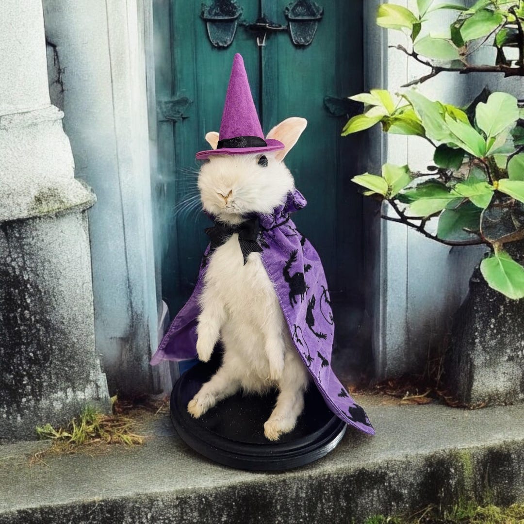 Rabbit Bunny Witch Mummified Skeleton Specimen Wet Dried Preserved ...