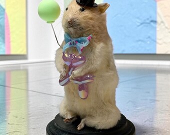 Hamster mummified skeleton specimen wet dried preserved oddities mystery box Curiosities taxidermy bone skull rare antique odd witch