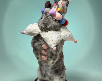 Rabbit bunny clown mummified skeleton specimen wet dried preserved oddities mystery box Curiosities taxidermy bone skull rare bun jester odd