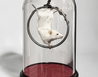 Rat mouse dome dried specimen Oddities curiosity taxidermy preserved wet mummified Diaphonized odd bone mystery box odds hanging swinging
