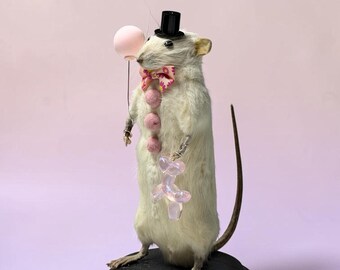 Rat mouse mummified skeleton specimen wet dried preserved oddities mystery box Curiosities taxidermy bone skull cowboy fairy rat pink clown