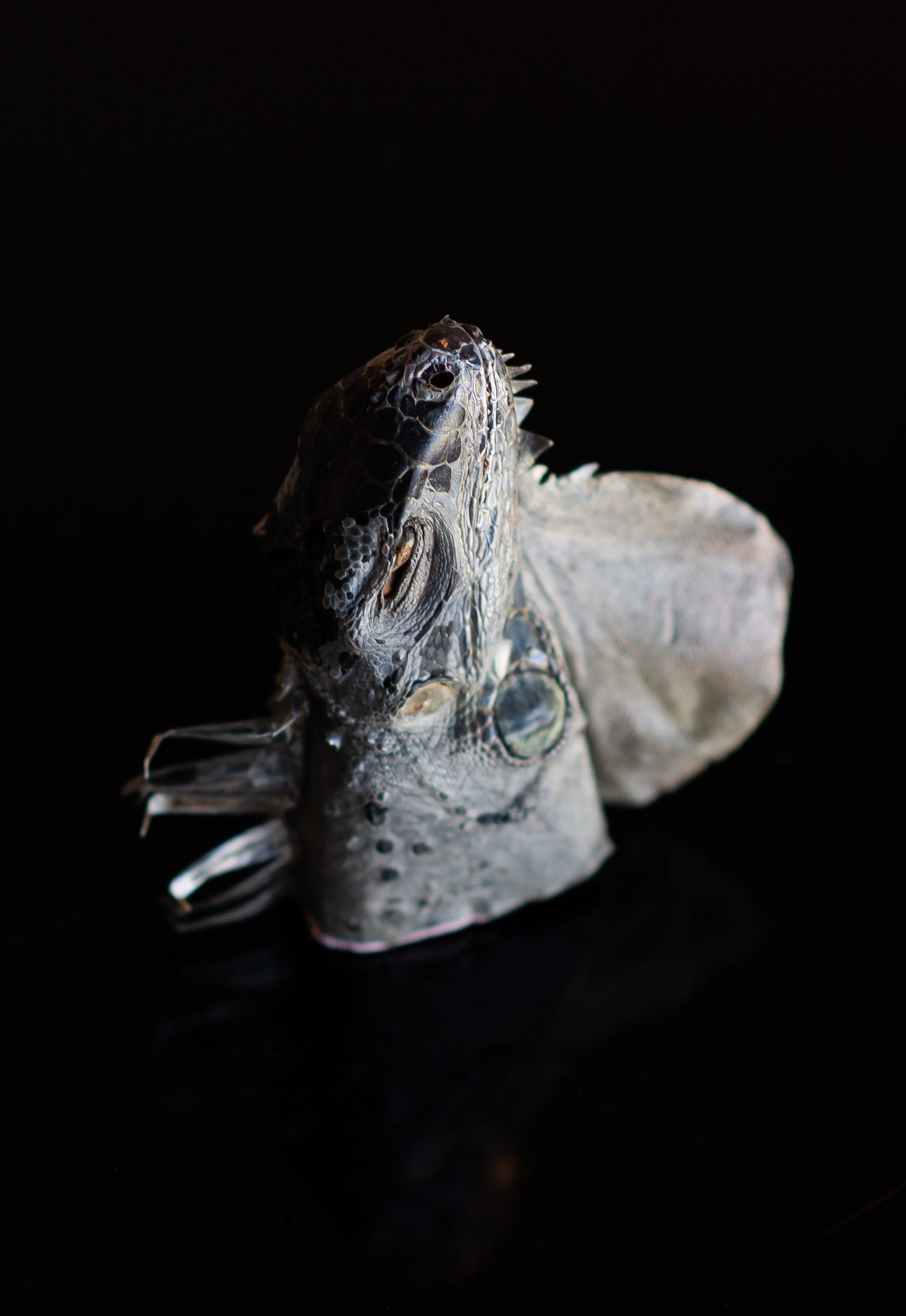 Iguana lizard specimen dried preserved oddities mummified mystery box ...