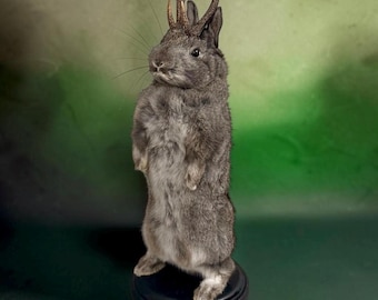 Rabbit bunny ram jack mummified skeleton specimen wet dried preserved oddities mystery box Curiosities taxidermy bone skull rare jackalope