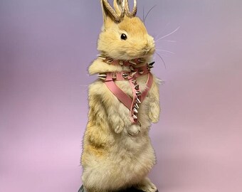 Rabbit bunny ram jack mummified skeleton specimen wet dried preserved oddities mystery box Curiosities taxidermy bone skull rare jackalope