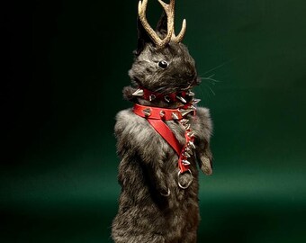 Rabbit bunny ram jack mummified skeleton specimen wet dried preserved oddities mystery box Curiosities taxidermy bone skull rare jackalope