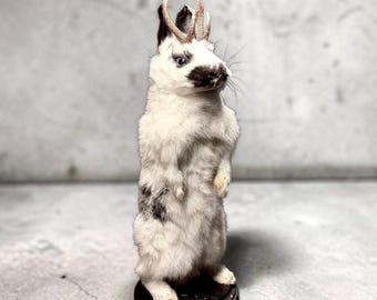 Rabbit bunny ram jack mummified skeleton specimen wet dried preserved oddities mystery box Curiosities taxidermy bone skull rare jackalope