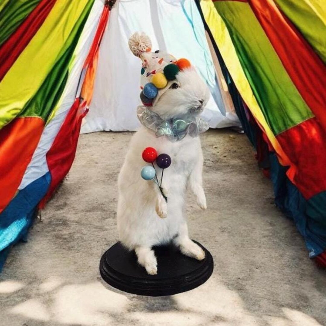 Rabbit Bunny Clown Mummified Skeleton Specimen Wet Dried Preserved ...