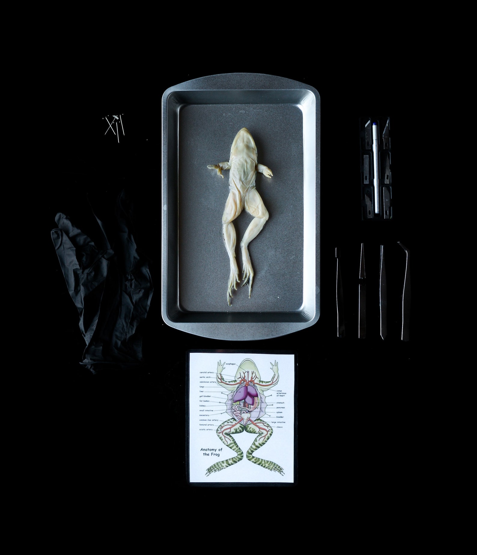 frog dissection kit frog dissection kit