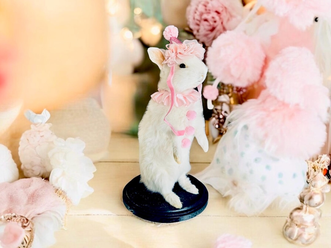 Rabbit Bunny Clown Mummified Skeleton Specimen Wet Dried Preserved ...
