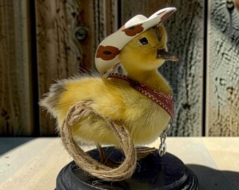 Duck duckling mummified skeleton specimen wet dried preserved oddities mystery box Curiosities taxidermy bone skull cowboy sheriff odd rare