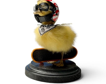 Duck duckling mummified skeleton specimen wet dried preserved oddities mystery box Curiosities taxidermy bone skull rare antique odd witch