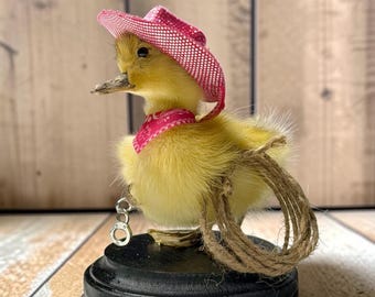 Duck duckling mummified skeleton specimen wet dried preserved oddities mystery box Curiosities taxidermy bone skull cowboy sheriff odd rare