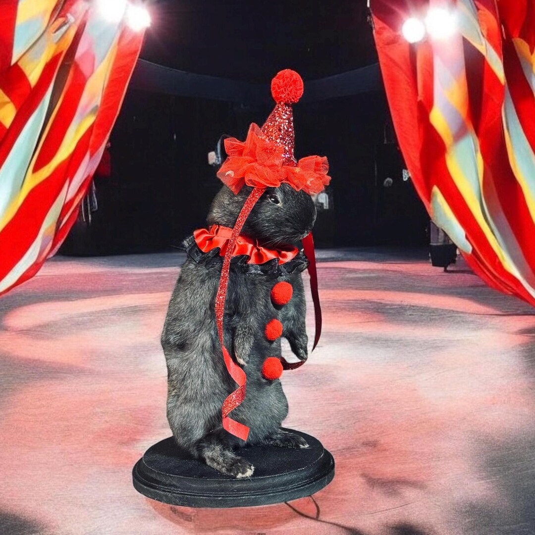 Rabbit Bunny Clown Mummified Skeleton Specimen Wet Dried Preserved ...