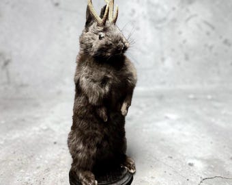 Rabbit bunny ram jack mummified skeleton specimen wet dried preserved oddities mystery box Curiosities taxidermy bone skull rare jackalope