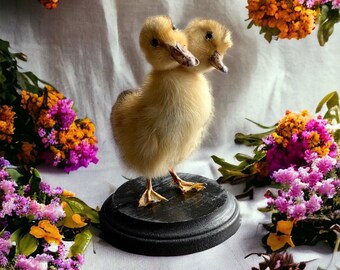 Duck two headed gaff duckling mummified skeleton specimen wet dried preserved oddities mystery box Curiosities taxidermy bone skull odd rare