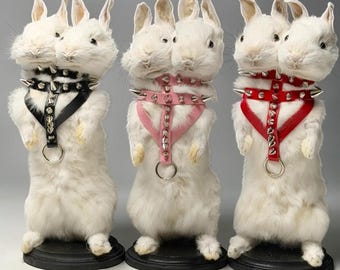 Rabbit bunny 2 headed mummified skeleton specimen wet dried preserved oddities mystery box Curiosities taxidermy bone skull rare antique odd