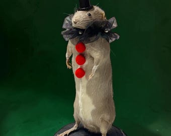 Rat mouse mummified skeleton specimen wet dried preserved oddities mystery box Curiosities taxidermy bone skull cowboy fairy rat pink rare