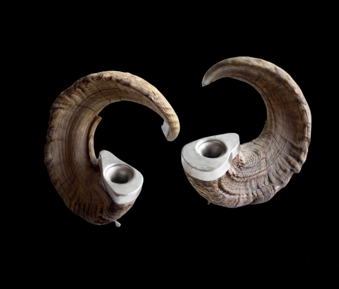 Ram Horn Candle Holder Skull Odd Skeleton Bone Specimen Wet Dried