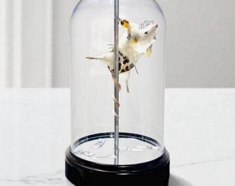 Rat mouse dome dried specimen Oddities curiosity taxidermy preserved wet mummified Diaphonized odd bone mystery box odds hanging swinging
