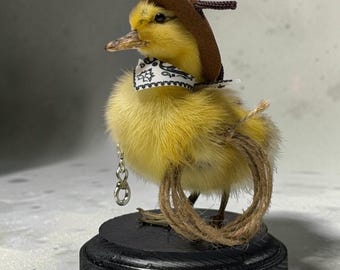Duck duckling mummified skeleton specimen wet dried preserved oddities mystery box Curiosities taxidermy bone skull cowboy sheriff odd rare