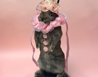 Rabbit bunny clown mummified skeleton specimen wet dried preserved oddities mystery box Curiosities taxidermy bone skull rare bun jester odd