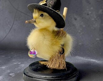 Duck duckling mummified skeleton specimen wet dried preserved oddities mystery box Curiosities taxidermy bone skull rare antique odd witch