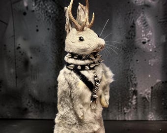 Rabbit bunny ram jack mummified skeleton specimen wet dried preserved oddities mystery box Curiosities taxidermy bone skull rare jackalope