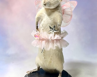 Rat mouse mummified skeleton specimen wet dried preserved oddities mystery box Curiosities taxidermy bone skull cowboy fairy rat pink rare