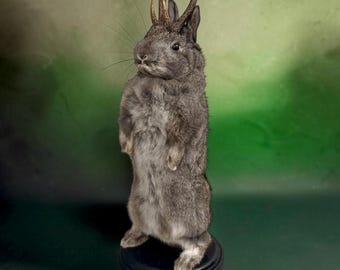 Rabbit bunny ram jack mummified skeleton specimen wet dried preserved oddities mystery box Curiosities taxidermy bone skull rare jackalope