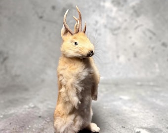 Rabbit bunny ram jack mummified skeleton specimen wet dried preserved oddities mystery box Curiosities taxidermy bone skull rare jackalope