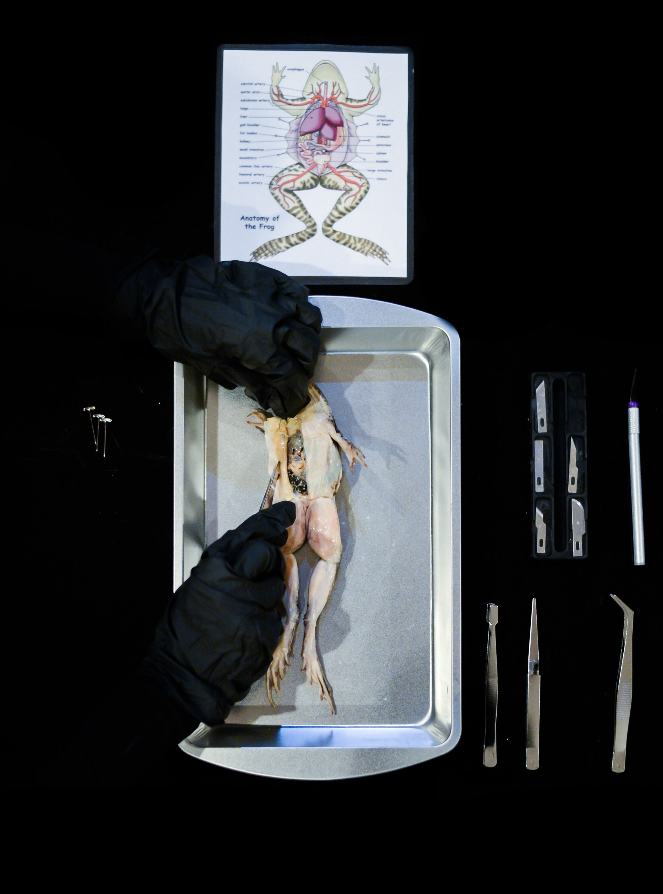frog dissection kit frog dissection kit