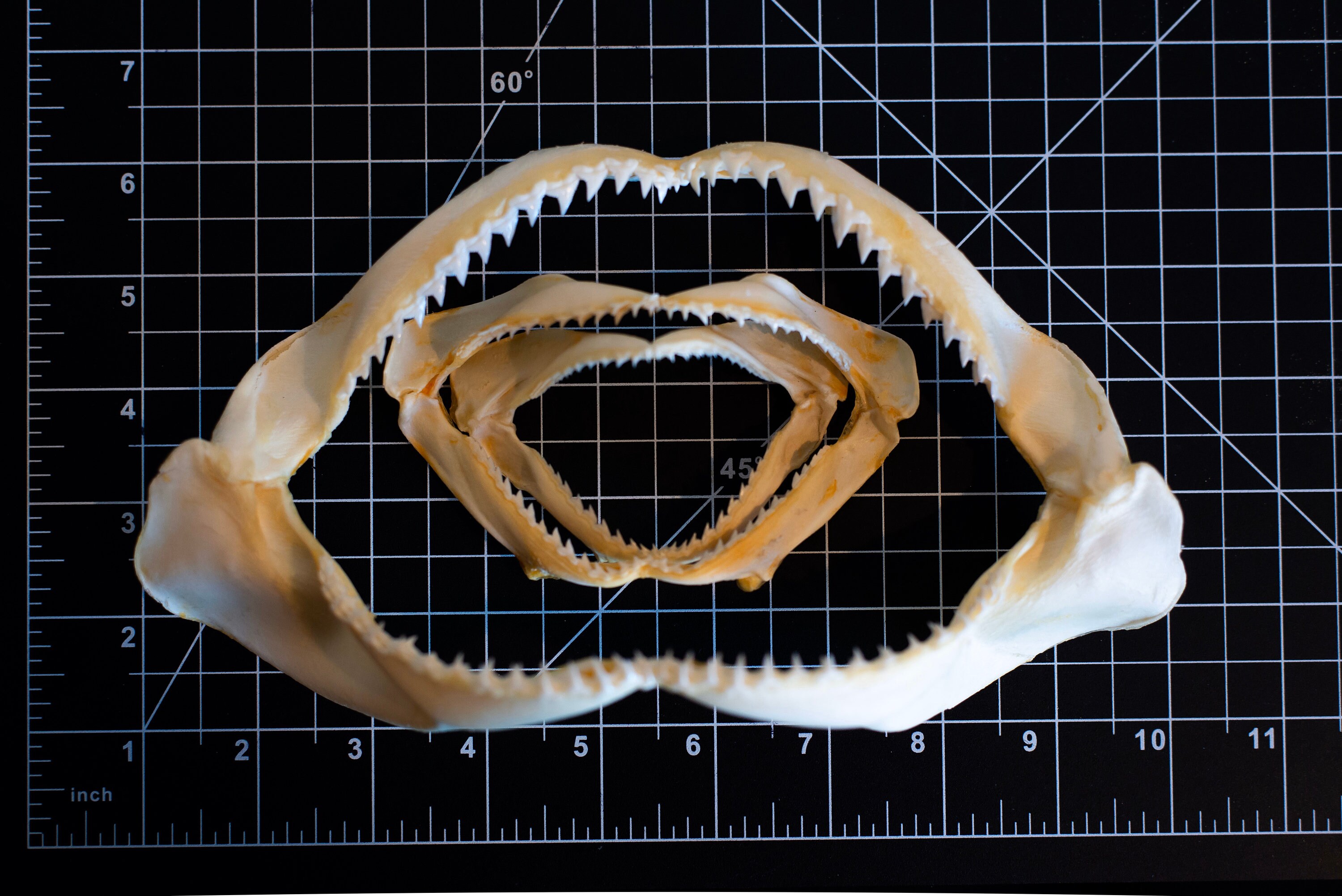 shark jaw set Preserved Skeleton wet specimen oddities mummified