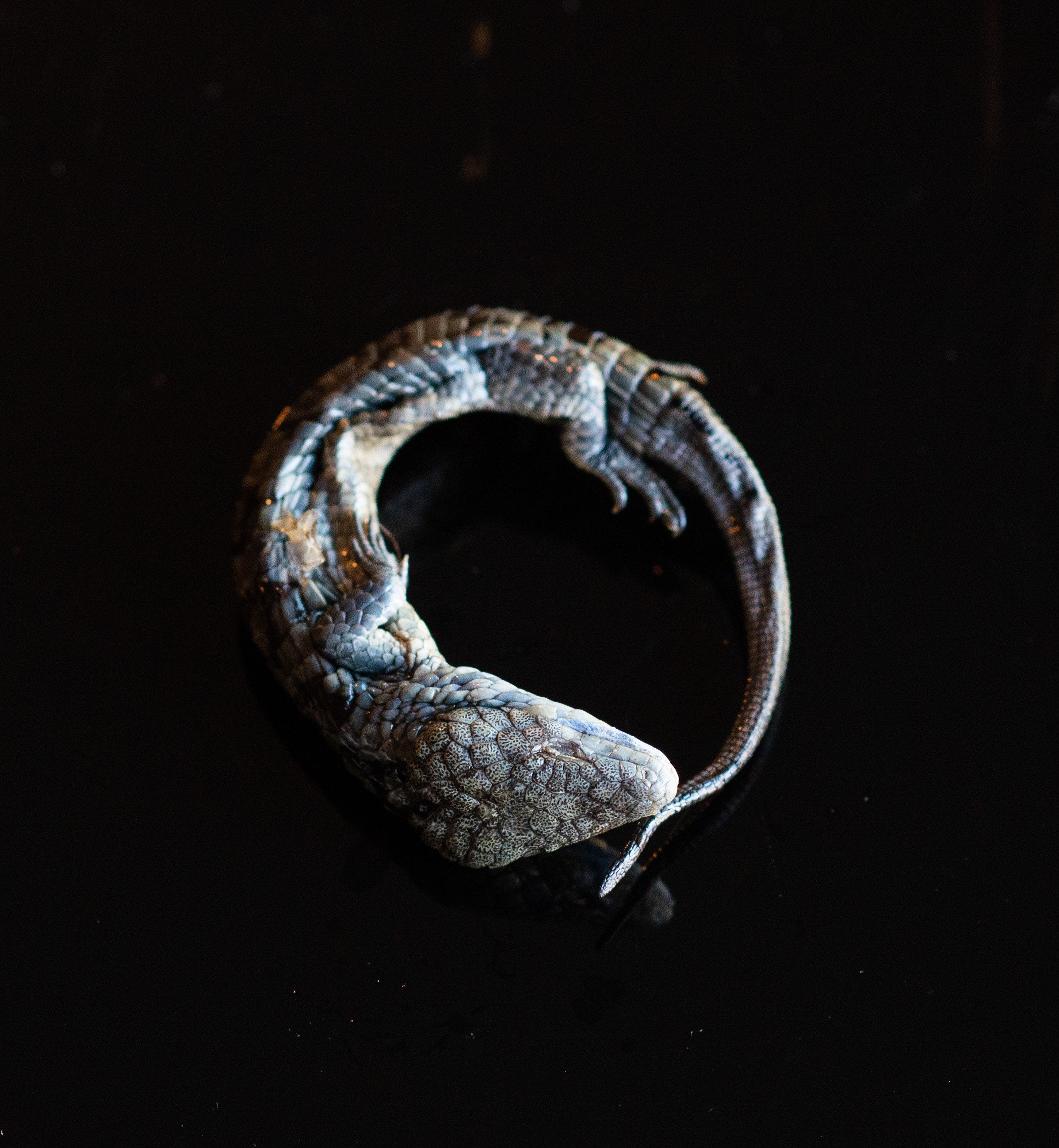 Lizard mummified skeleton specimen wet dried preserved oddities mystery ...