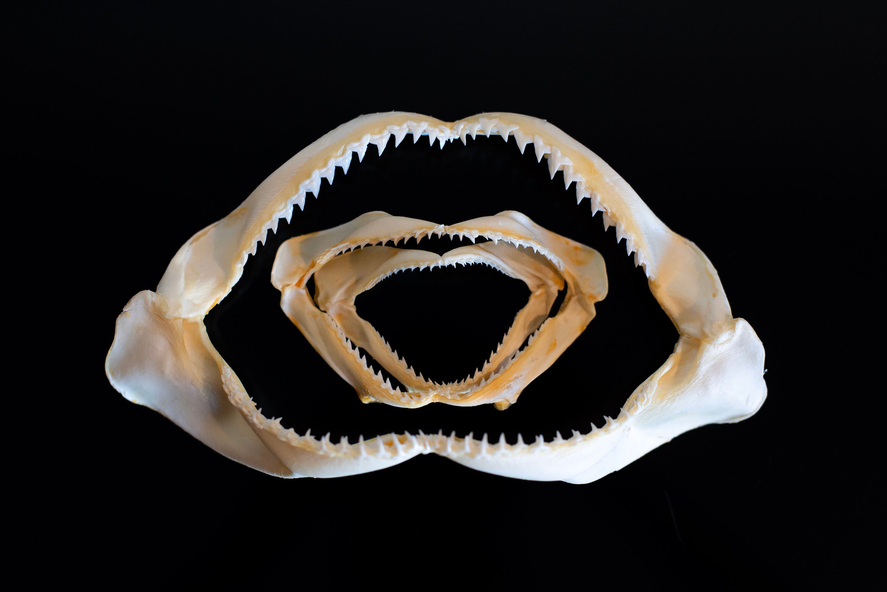 shark jaw set Preserved Skeleton wet specimen oddities mummified