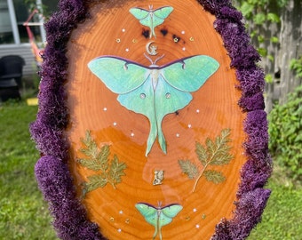 Triple Luna Moth Wall Hanging - Resin Coated Wood Art Piece