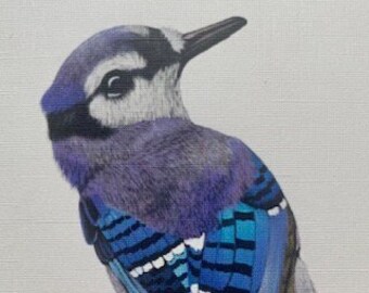 Blauhäher Postkarten Set Blue Jay Vogel Illustration Kunstdruck