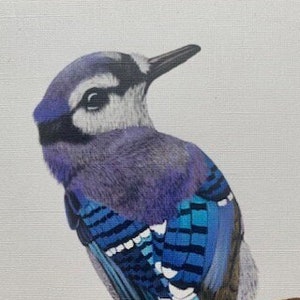 Conjunto de cartão postal Blue Jay Blue Jay Bird ilustração artística impressão