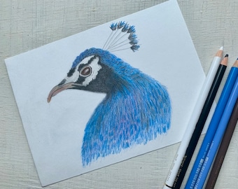 Blauer Pfau Original Buntstift Zeichnung