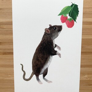 Postkarte süße Ratte Illustration Umweltfreundliches Papier Bild 2