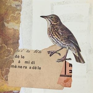 Può includere: Un collage con un'illustrazione dettagliata di un uccello marrone e bianco appollaiato su un pezzo di carta strappato con testo francese. Lo sfondo include carta strutturata e forme astratte.