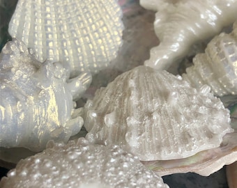 Seashell Soaps Pearl & Shine selection/freshly made to order/seashells/Novelty soap/VEGAN friendly <3 Made in Cornwall <3