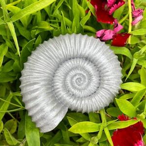 May include: A silver-coloured ammonite fossil with a spiral shell pattern. The fossil is resting on a bed of green leaves.