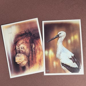 Cartoline di animali dello zoo Illustrazioni di animali vintage anni '90 16 cartoline di animali Immagini di rettili Disegni di uccelli Immagine di Manul Cartoline di fauna Posta ordinaria