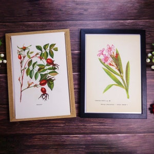 Vintage Botanical Prints: USSR Book Plates, Flowers, Herbs (1980s Set of 31