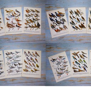 Puede incluir: Una colecci&oacute;n de doce l&aacute;minas educativas de estilo vintage con ilustraciones detalladas a color de diversas especies de aves, incluyendo aves acu&aacute;ticas, rapaces y aves playeras, con etiquetas de texto descriptivo bajo cada imagen.