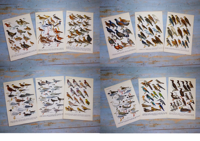 Puede incluir: Una colecci&oacute;n de doce l&aacute;minas educativas de estilo vintage con ilustraciones detalladas a color de diversas especies de aves, incluyendo aves acu&aacute;ticas, rapaces y aves playeras, con etiquetas de texto descriptivo bajo cada imagen.